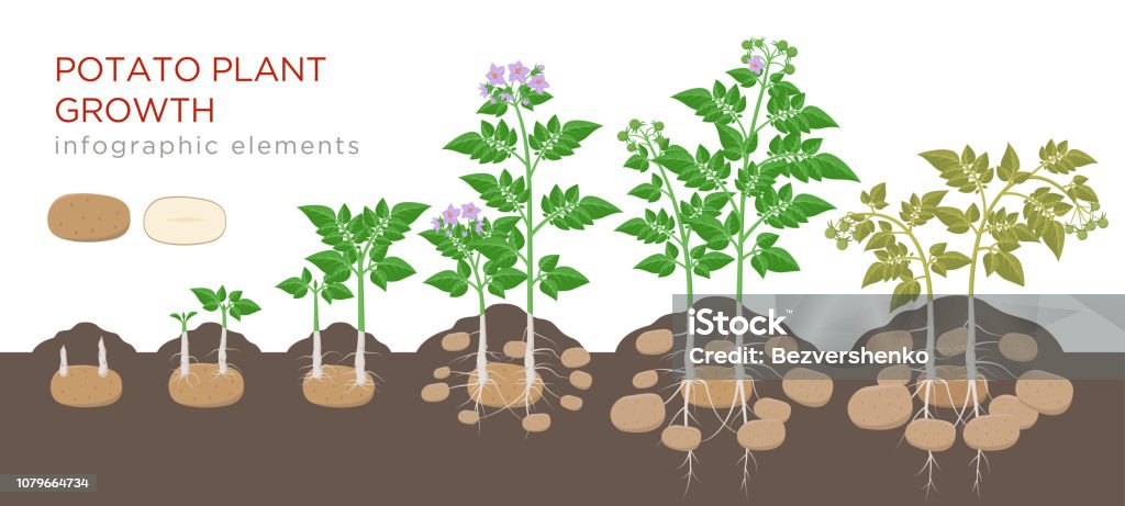 Potatoes plant growing process from seed to ripe vegetables on plants isolated on white background. Potato growth stages, planting process, plant life cycle infographic elements in flat design. Raw Potato stock vector