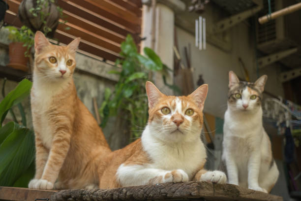 istock The cat in the garden is looking up. 1079665458