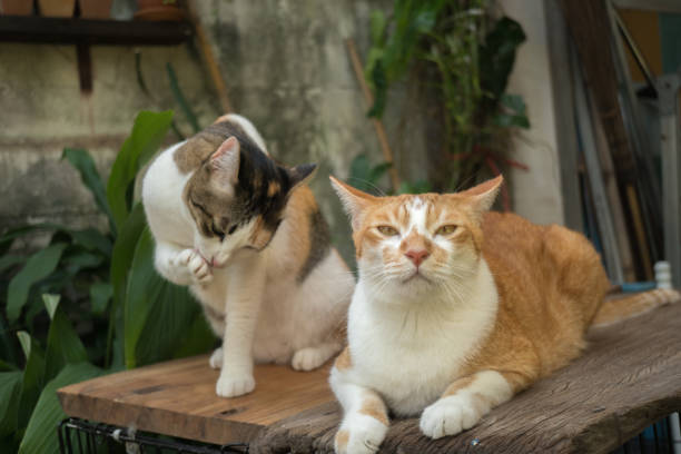 istock The cat in the garden is looking up. 1079665688