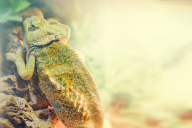 istock Common Chameleon on a branch of tree in nature close up 1079670706