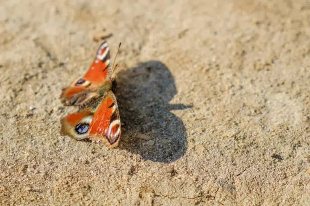 Photo of European Common Peacock red butterfly, Aglais io, Inachis io on the ground, wings spread open.