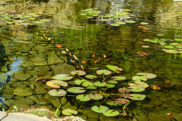 istock Japan Koifish Carp in Koi pond 1079670734