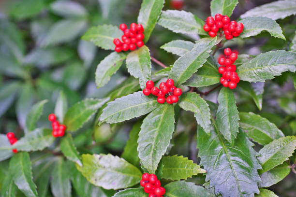 istock Chloranthus glaber Makino 1079676486
