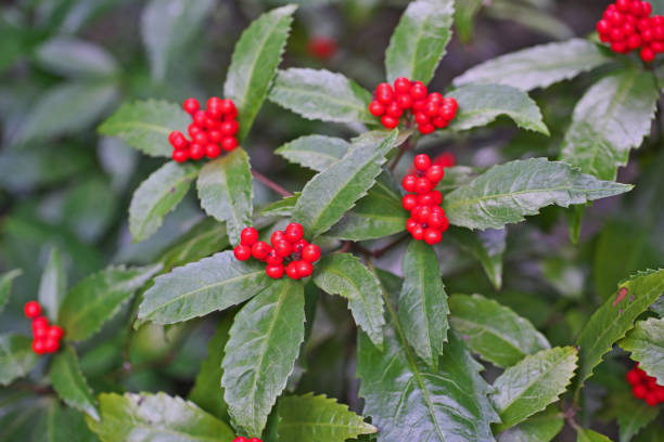 istock Chloranthus glaber Makino 1079677606