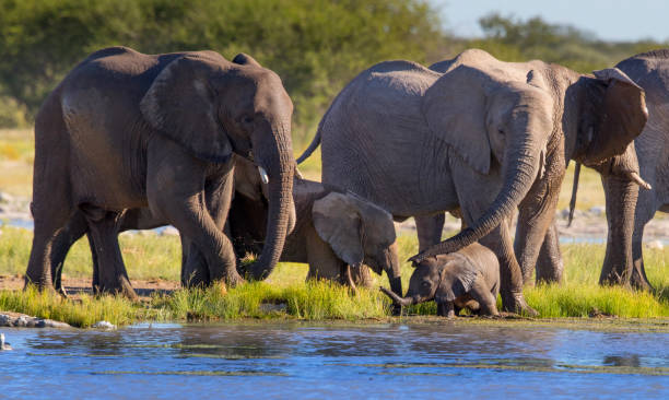 istock African Elephants with babies drinking from pond 1079678924