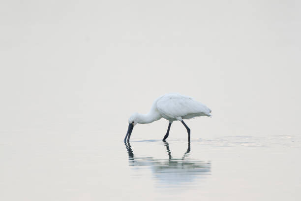 istock lepelaar, spoonbill, Platalea leucorodia, spoonbill, spoonbill 1079681646