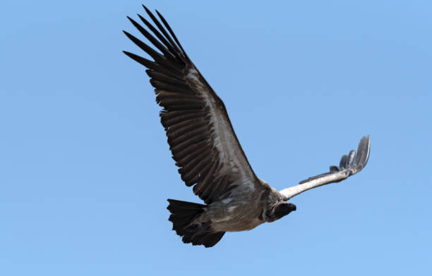 istock a white-backed vulture in flight, botswana, africa 1079684128