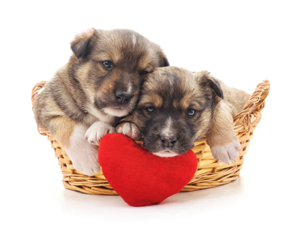 chiots dans un panier avec un cœur de jouet. - valentines day friendship puppy small photos et images de collection