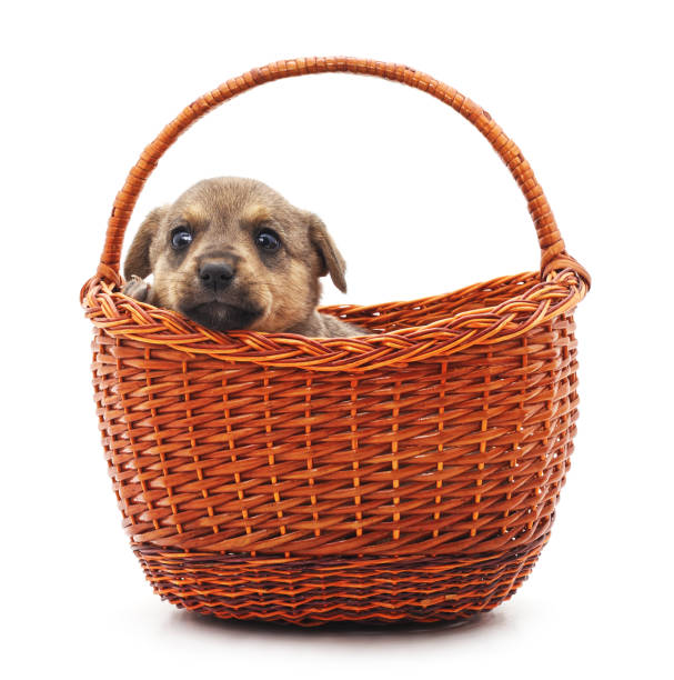 istock Little puppy in a basket. 1079687854