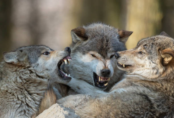 3 렁 늑대 - canadian timber wolf 뉴스 사진 이미지