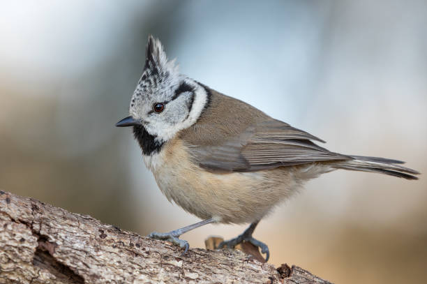 istock European crested tit perching on a branch 1079692468