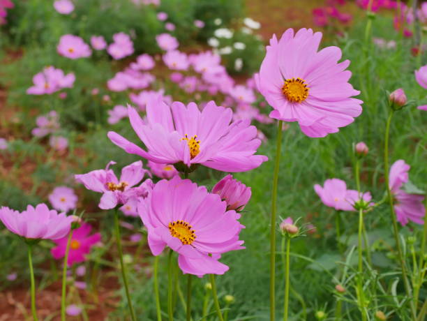 istock Colorful the cosmos flower field 1079693392