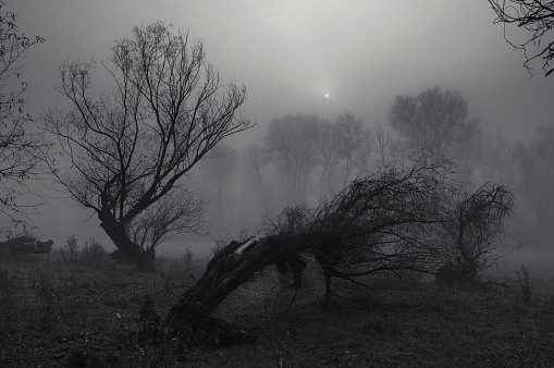 Spooky winter landscape showing old forest on a misty day.