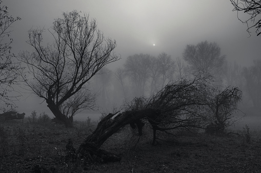 Halloween Foggy Day Night Dead Tress Graveyard Cemetary