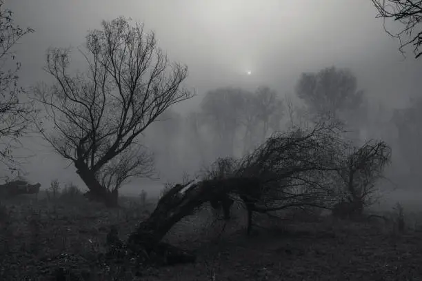 Photo of Spooky winter landscape