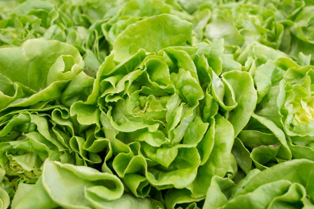 Cтоковое фото Органические овощи