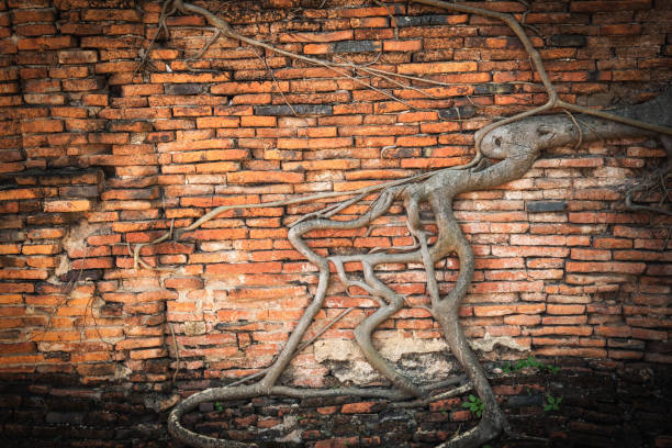 istock Abstract background of an ancient brick wall with trees root 1079694164