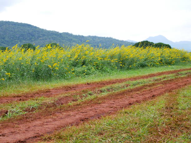 istock Country Road winding through the Fields 1079694264