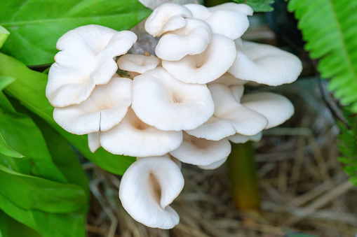Mushroom growing group blossomed in natural abundance.