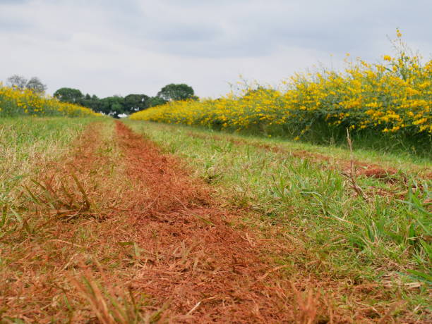 데 저 트 로드 - freedom spring desert road country road 뉴스 사진 이미지