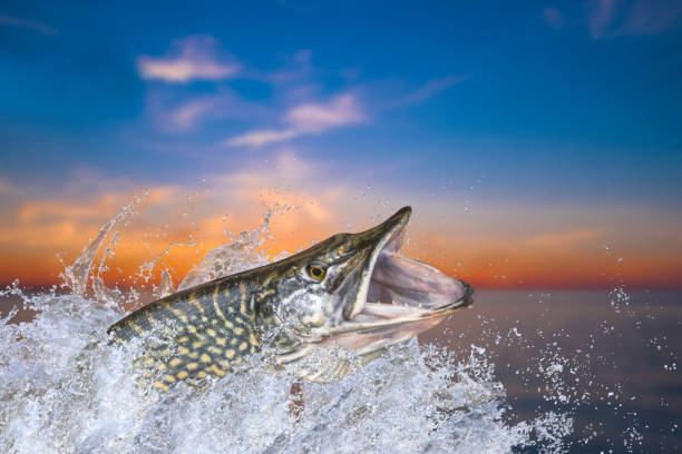 istock Fishing. Big pike fish jumping with splashing in water 1079698878