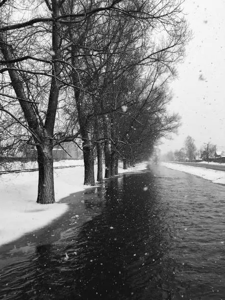 Wide water stream and bare trees in winter, near the road in the town. Beautiful landscape in black and white