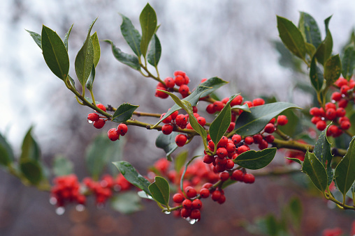 Branch of Aquifoliaceaev Ilex common Holly cultivar JC van Tol plant with red berries and falling raindrops