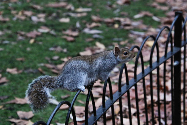 istock A view of a Grey Squirrel on some railings 1079709938