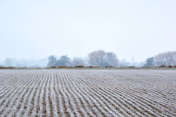 istock Field covered in frost 1079712006