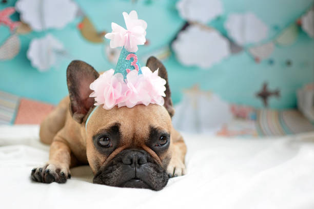 день рождения французский бульдог - happy birthday french bulldog стоковые фото и изображения