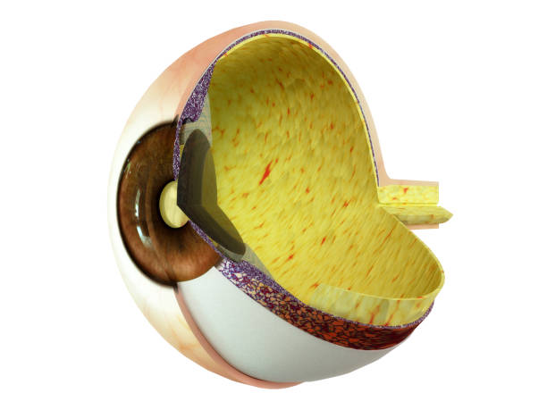 인간의 눈 해부학 (잘라)-3d 일러스트 - sclera 뉴스 사진 이미지