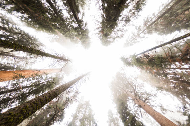Looking up at ancient redwoods and pine trees in misty forest