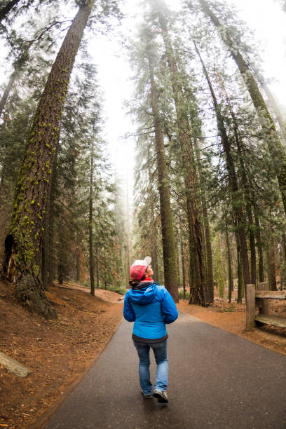 istock Female walking amongst giant trees in forest 1079719008