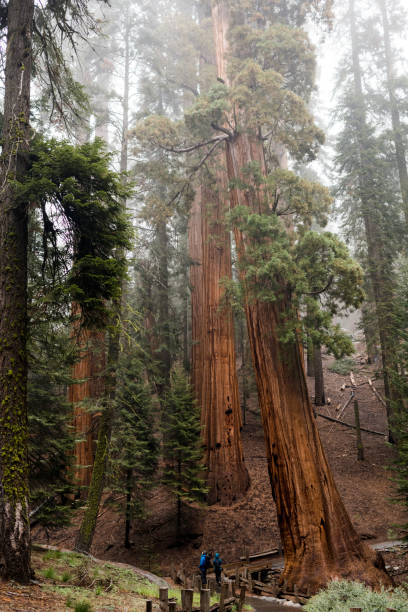 istock Ancient red woods with people wandering on a footpath 1079719050