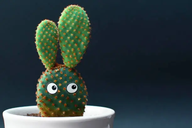 Photo of Cute Opuntia microdasys bunny ears cactus with googly eyes