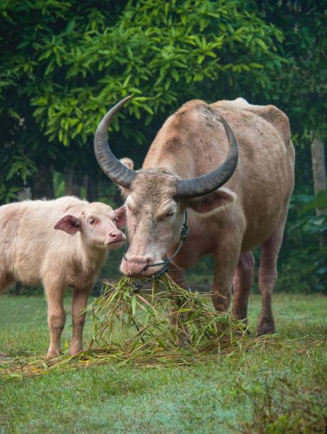 istock Baby White Buffalo With Mum Having Breakfast 1079720340