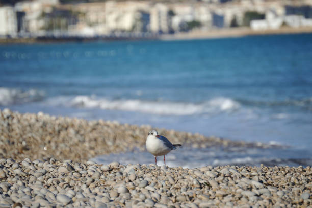 A seagull stands on a pebble beach