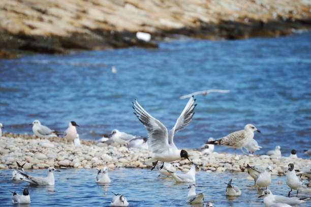 Mediterranean seagulls water landing