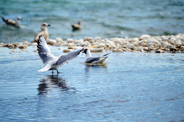 Mediterranean seagulls water landing at the sea