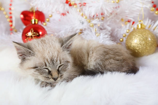 Little lovely kitten fell asleep under the Christmas tree
