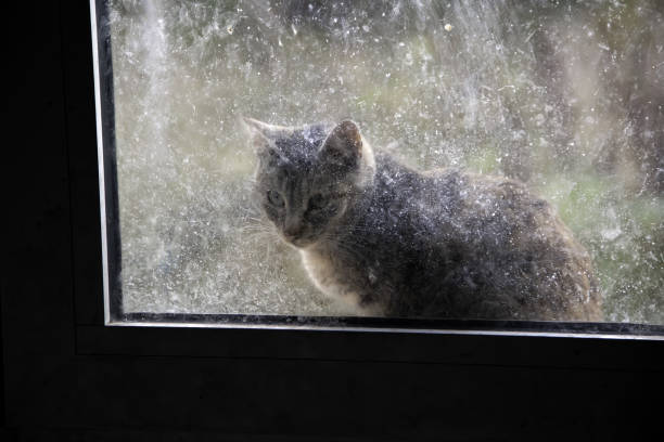istock Cats abandoned street 1079726172