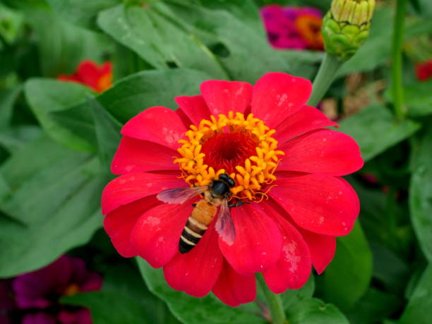istock Flying bee landing on a pink flowering 1079729358