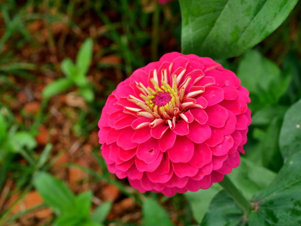 istock Pink zinnia  background flowers colorful 1079730502