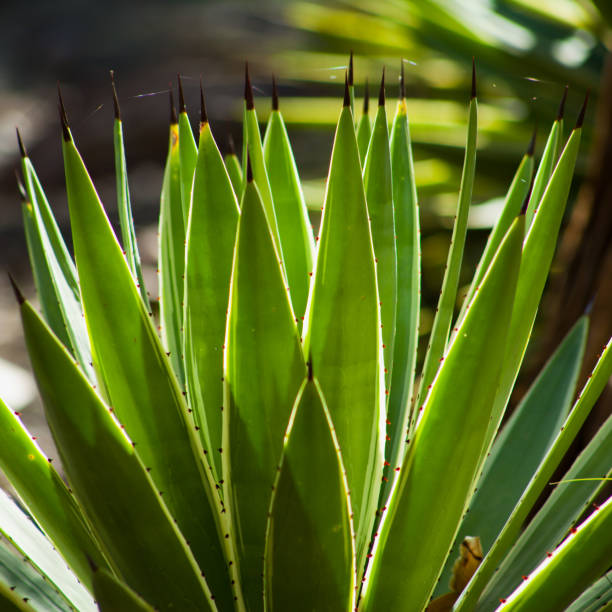 Agave angustifolia marginata - Caribbean Agave lit sun.