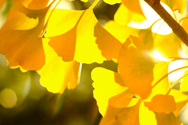 sfondo foglia d'albero ginkgo con bokeh in autunno. - maple tree branch autumn leaf foto e immagini stock