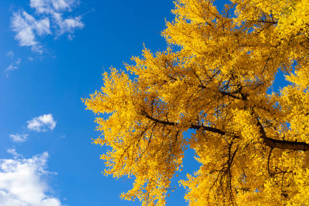 arbre de ginkgo biloba avec feuillage jaune - ginkgo tree photos et images de collection