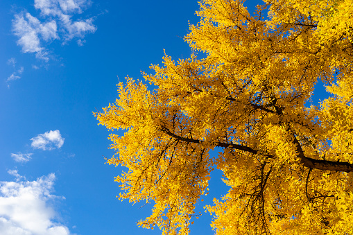 Looking up to a gingko biloba tree with vibrant yellow leaves in autumn or fall against a blue sky. Seasonal or season background with copy space.