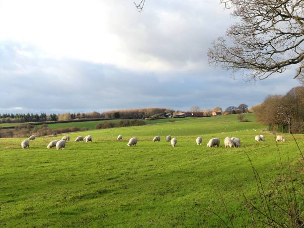 istock Young sheep in field at Bullsland Farm 1079739122