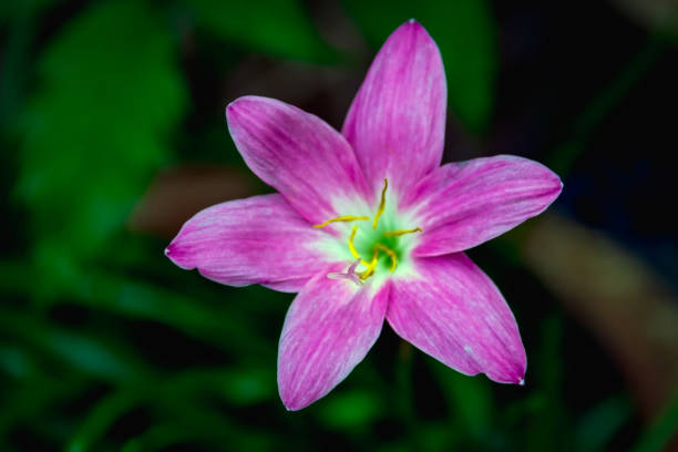 istock Closeup purple flower on blurry background 1079739408