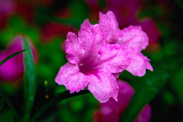 istock Closeup purple flower on blurry background 1079739466